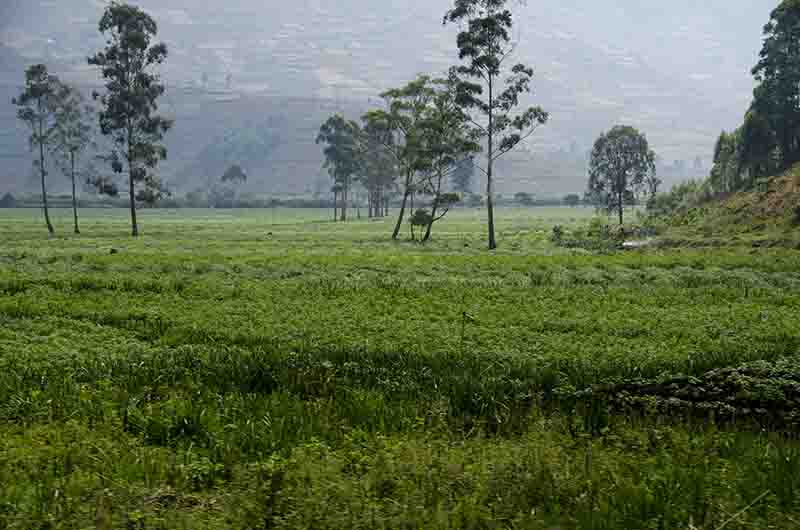 45 - Ruanda - parque nacional de los volcanes - paisaje